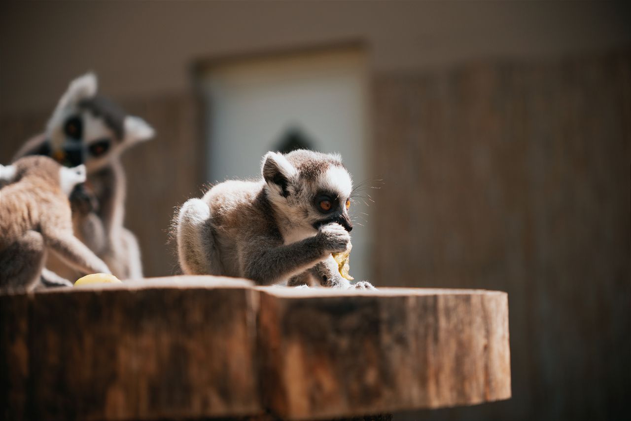Young lemurs feeding on a wooden surface in a sunlit outdoor setting in Hungary.